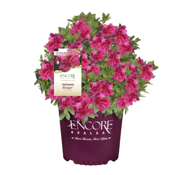 Encore Azalea Autumn Rouge Live Shrubs, Size: 1 gal, Pink