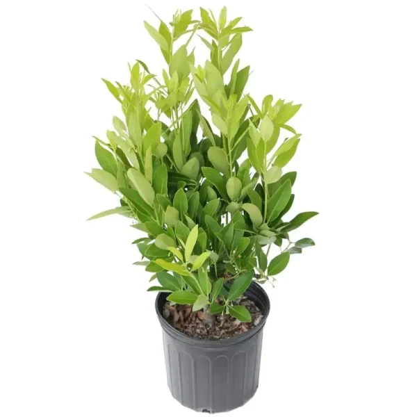 2.25 gal. Anise Tree Shrub