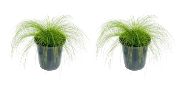 Lowe's Stipa Grass in 2.5-Quart Pot 2-Pack | 1467