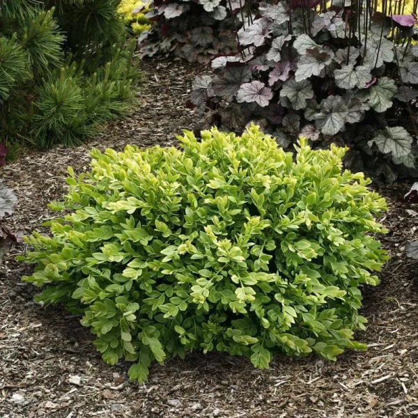 Spring Hill Nurseries Green Velvet Boxwood Foundation/Hedge Shrub in 1 Pack(s) Bare Root | 79019