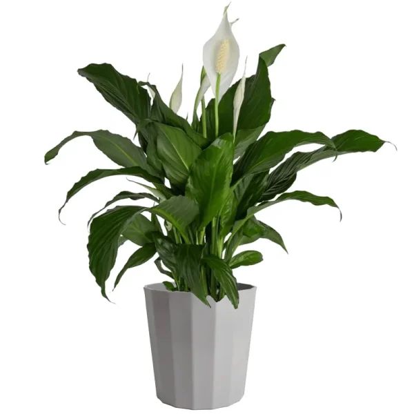 Costa Farms Peace Lily Spathiphyllum, Indoor Plant, 3 Foot, White Natural D��cor Planter