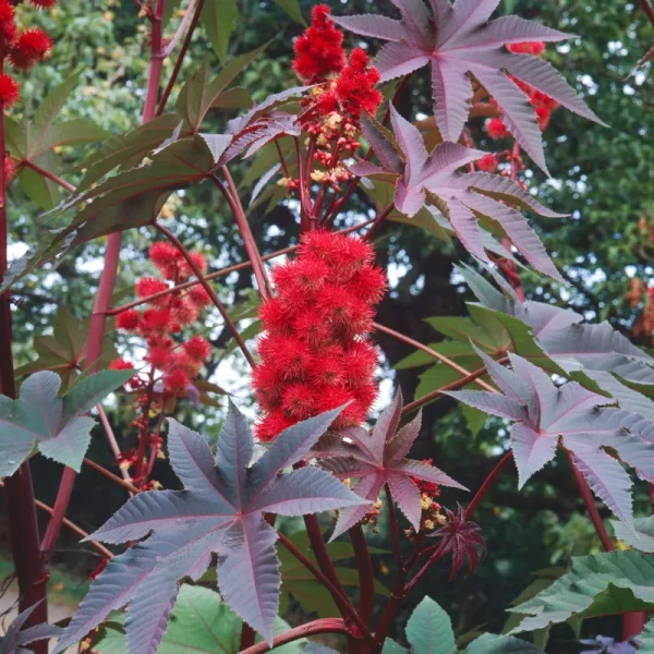 Outsidepride Castor Bean Impala - 50 Seeds