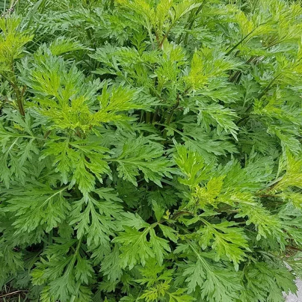 Outsidepride Mugwort Seeds - 10000 Seeds