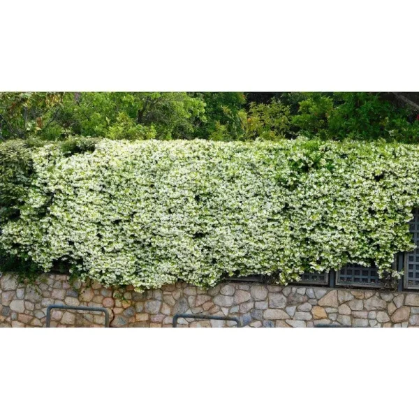 National Plant Network White Star Jasmine Plant in 2.5-in Planter | LW1622