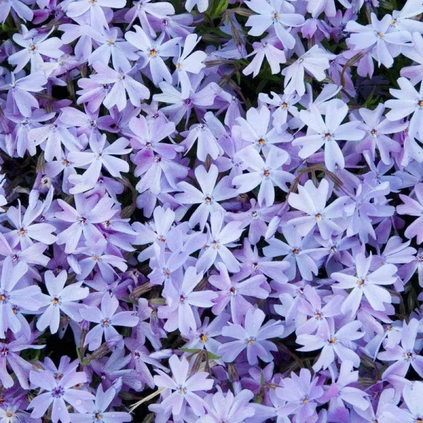 Spring Hill Nurseries in Bareroot | 88777