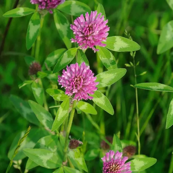 Outsidepride Red Clover Seed - 1/4 lb - Inoculated