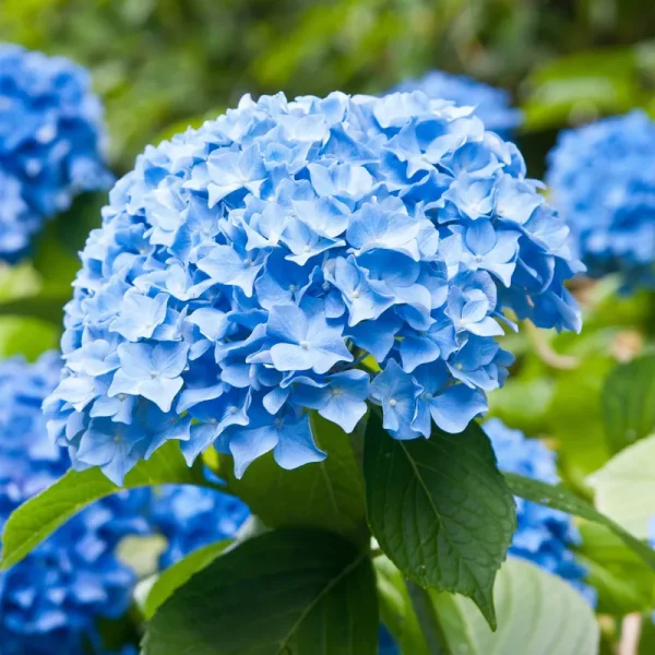 Garden State Bulb Hydrangea Nikko Blue Shrub, Live Bare Roots (Bag of 2)