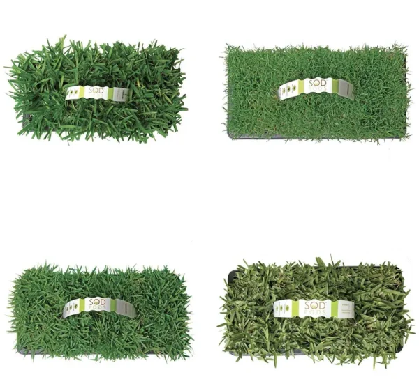 Natural St. Augustine Sod Plug 32-Pack
