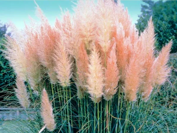 4 Pink Pampas Grass Plants - Cortaderia Selloana Rosea - 2.5" Pot