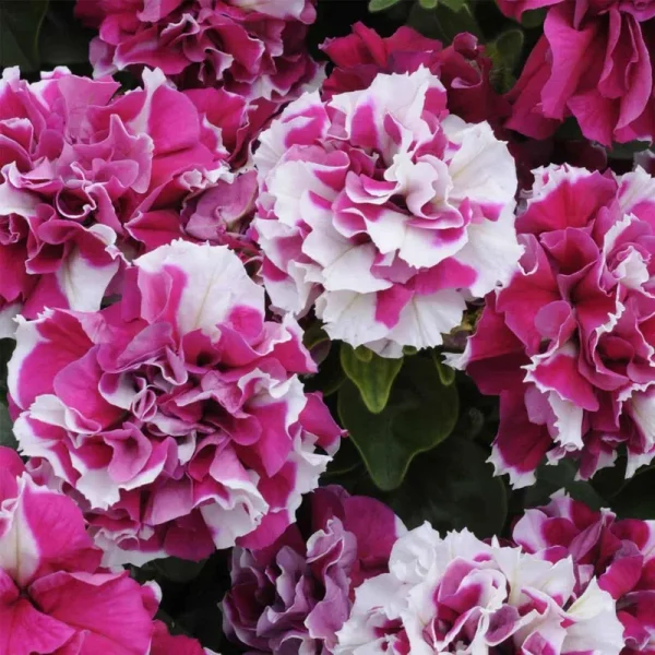 Petunia - Double Madness Series Flower Garden Seed - 1000 Pelleted Seeds - Rose and White Blooms - Annual Flowers - Double Floribunda Petunias