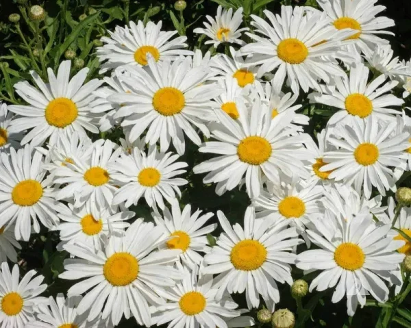 Seeds2Go Shasta Daisy Seeds Perennial Flower 5000 Seeds