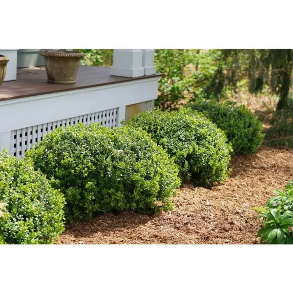 Proven Winners 1 gal. Sprinter Boxwood (Buxus) Live Evergreen Shrub, Green Foliage