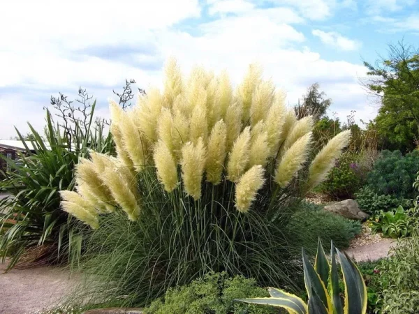 White Pampas Grass Plant - Cortaderia Selloana - 2.5" Pot