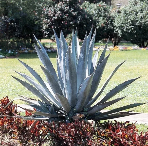 Lowe's Century Plant | Nursery