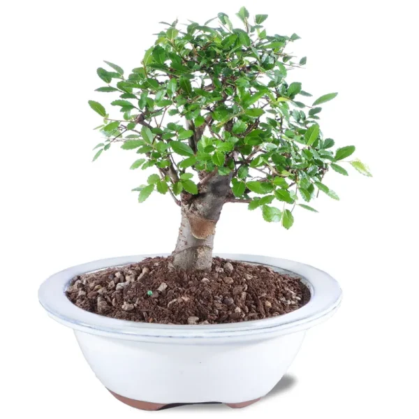 Brussel&s Bonsai Outdoor Chinese Elm
