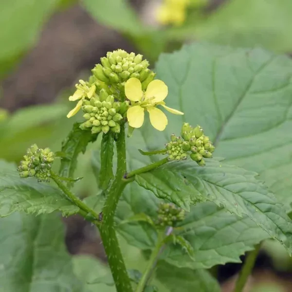 Outsidepride 5 lb. Annual Black Mustard Herb Garden Seed for Planting