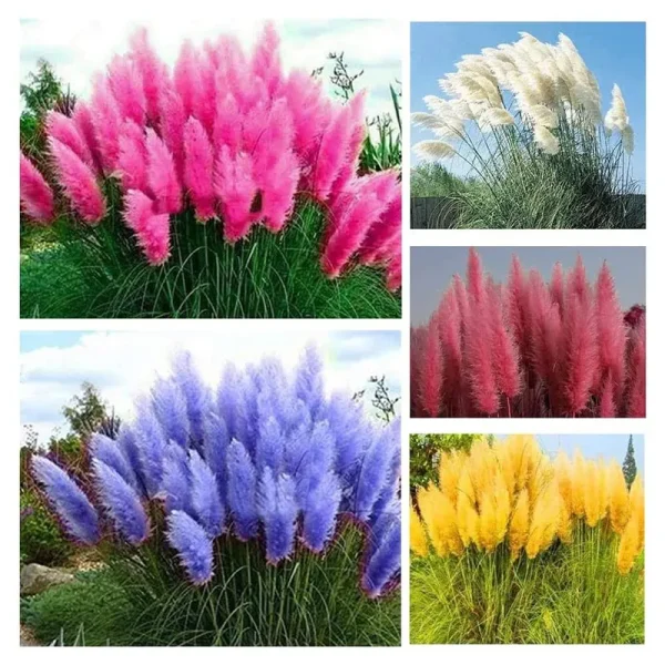 1000+ Mix Pampas Grass Seeds for Planting Cortaderia Selloana Seeds Heirloom Ornamental Plants Decor Garden Tall Feathery Blooms Blue White Pink Red