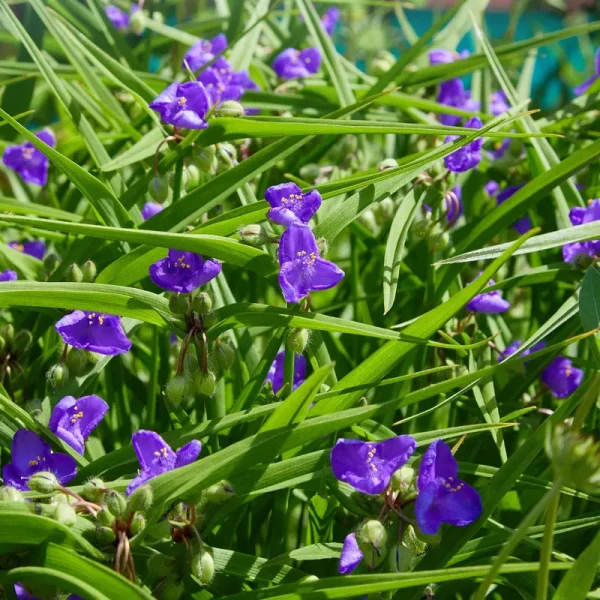 Outsidepride Ohio Spiderwort Seeds - 2000 Seeds