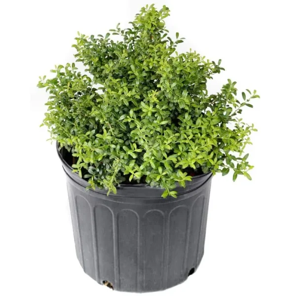 2.25 gal. Holly Soft Touch Shrub
