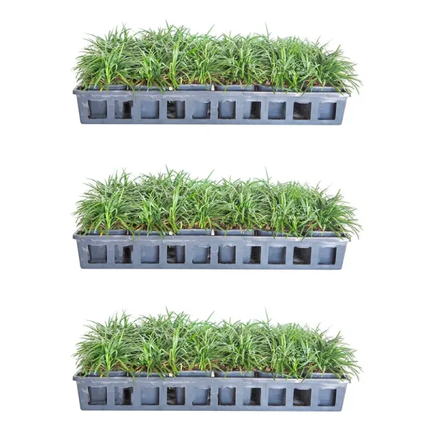 Dwarf Mondo Grass 18-Pack