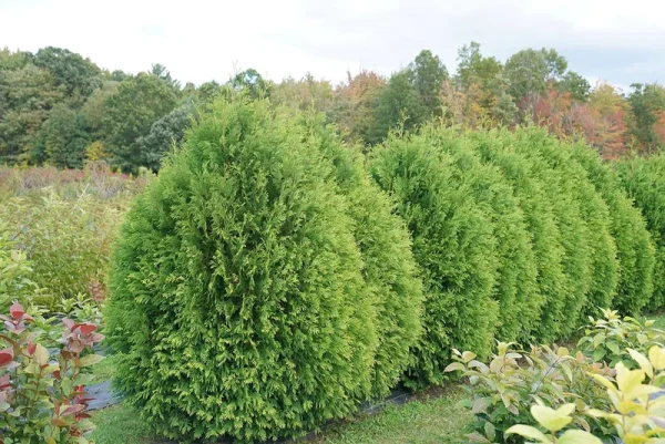 Proven Winners THJPRC1076101 Cheer Drops Arborvitae Live Plant, 1 Gallon, Green Evergreen Foliage