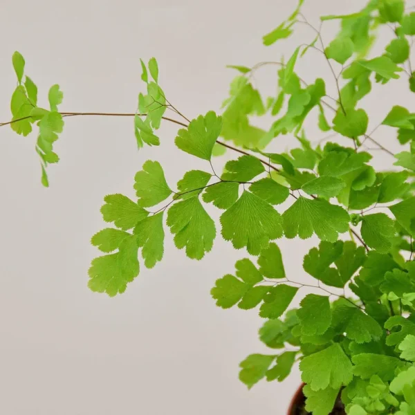 Maidenhair Fern 6" Pot