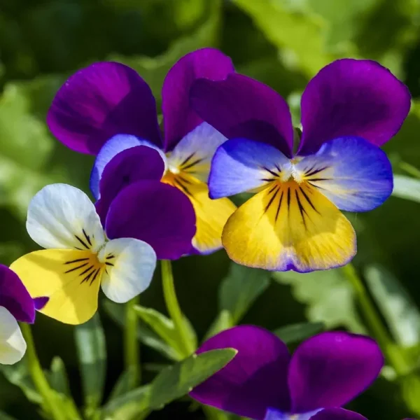 Outsidepride Viola Seeds - Johnny Jump Up - 1/8 lb