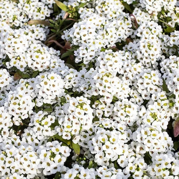 Outsidepride Alyssum Sweet Seed - 1/4 lb, White