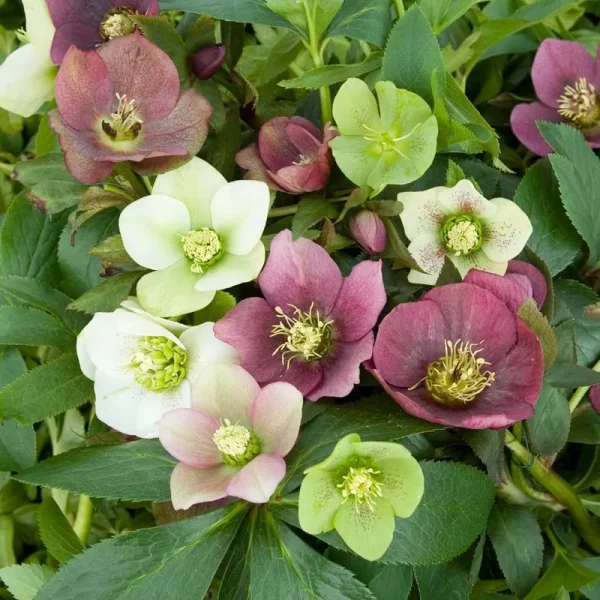 Breck's Deluxe Lenten Rose Mixture in 5-Pack Bareroot | 90339