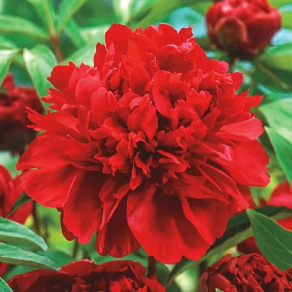 Spring Hill Nurseries Red Karl Rosenfield Peony Perennial Plant in 1-Pack Bareroot | 08998