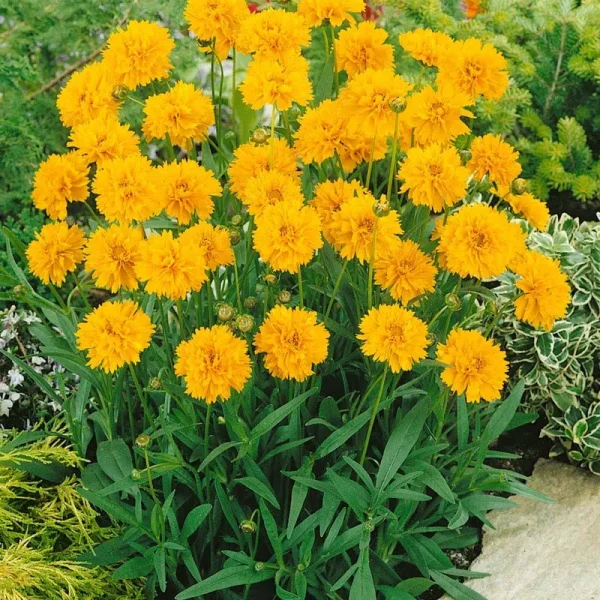 Outsidepride Coreopsis Early Sunrise - 500 Seeds