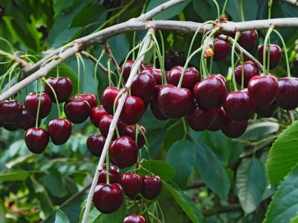 Black Pearl Cherry Tree Bare Root