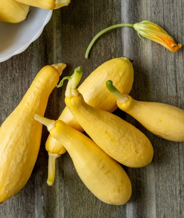 Burpee Saffron Summer Squash Seeds 100 Seeds