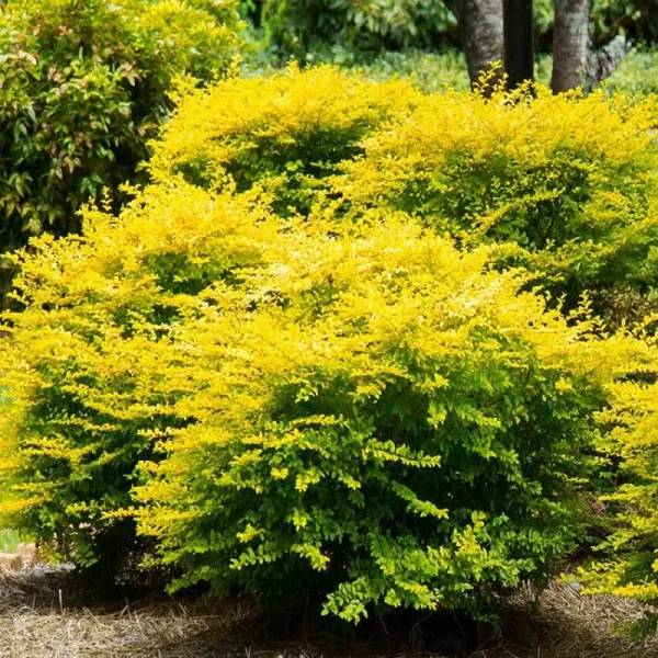 Sunshine Ligustrum 3 Gal