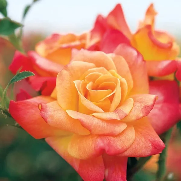 Joseph's Coat Climbing Rose | Zone 4-10 | Orange | 8 - 10 Feet | Full Sun | Partial Shade