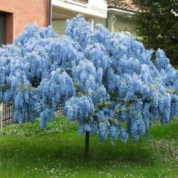 Trees Stunning Live 1 Potted Chinese Blue Weeping Wisteria Tree Fresh Plant