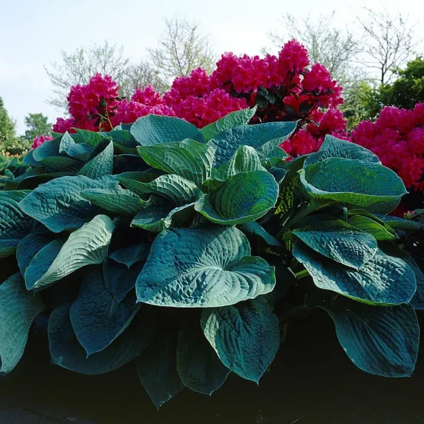 Van Zyverden Hosta Big Daddy 3 Roots, 83782