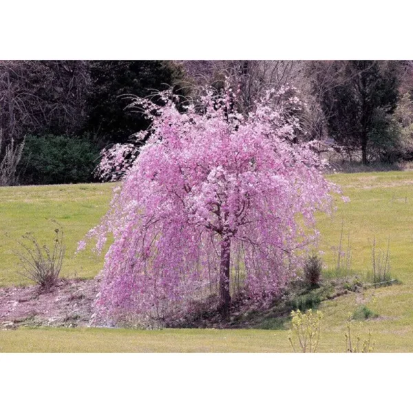 CHUXAY Garden Dwarf Purple Weeping Cherry Tree-Weeping Higan Cherry,Prunus Pendula 'Pendula Rosea' 5 Seeds Striking Landscaping Plant