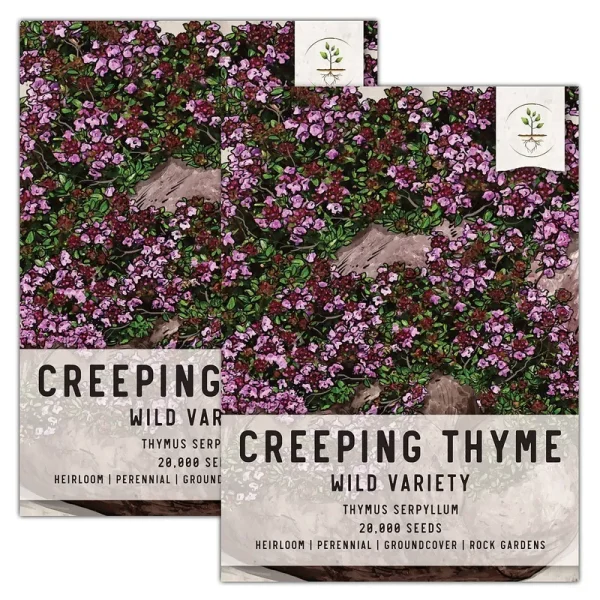 Seed Needs, Wild Creeping Thyme (Thymus Serpyllum) Twin Pack of 20,000 Seeds Each