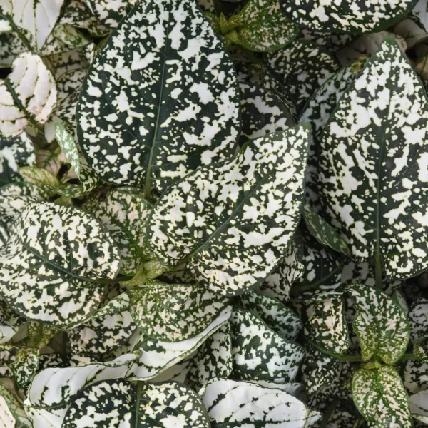 Outsidepride Hypoestes Seeds - White - 50 Seeds