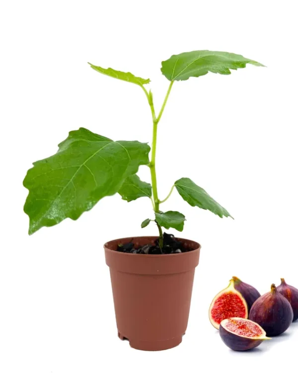 Fig Tree - Live Plant in A 2 inch Pot - Ficus Carica - Edible Fruit Tree for The Patio and Garden Yellow Long Neck