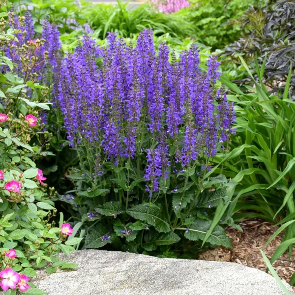 Indiglo Girl Salvia Dormant Bare Root Starter Perennial Plant, 1-Pack