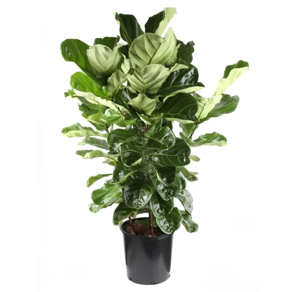 Lowe's Fiddleleaf Fig House Plant in 6.5-Gallon (S) Pot | N/A
