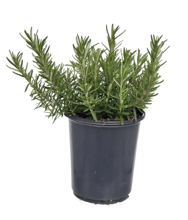 Lowe's Blue Rosemary Foundation/Hedge Shrub in 2.5-Quart Pot | 1039