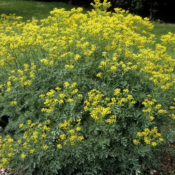Outsidepride Rue Seeds - 2000 Seeds