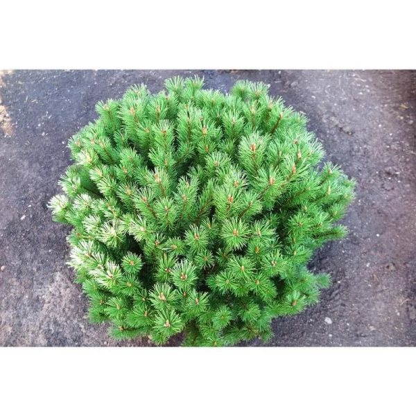 1 gal. Dwarf Mountain Pine Mugo Shrub