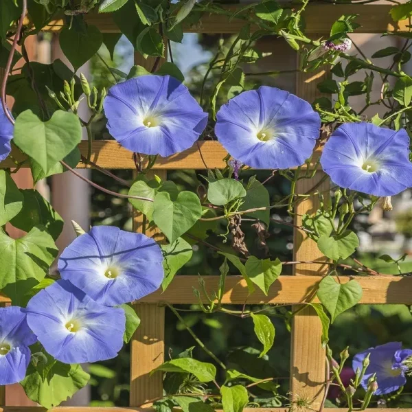 Outsidepride Morning Glory Seeds - Heavenly Blue - 1 lb