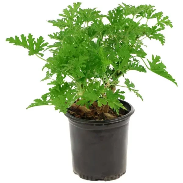 2.5 Qt. Citronella Lavender Blooms Mosquito Plant