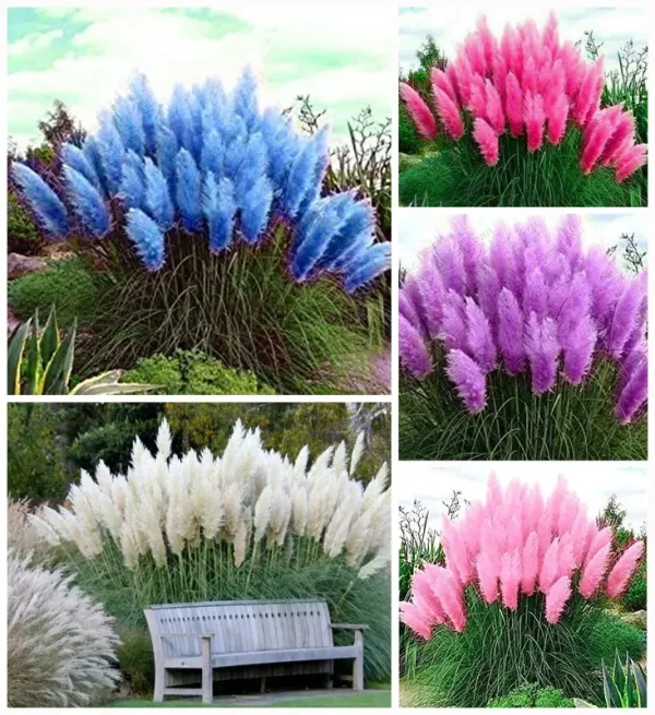 100+ Pcs Mix Pampas Grass Seeds Heirloom Ornamental Grass Seeds Rare Plants Decor Garden