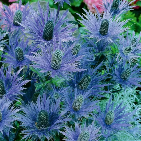 Van Zyverden Eryngium Blue Sea Holly Bare Plant Root Full Sun Blue